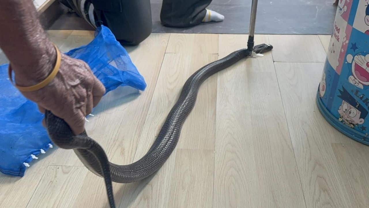 Thai man bitten by cobra and calls grandmother before his death