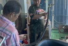 Thai man dies from cobra bite after emotional phone call to grandmother | Thaiger
