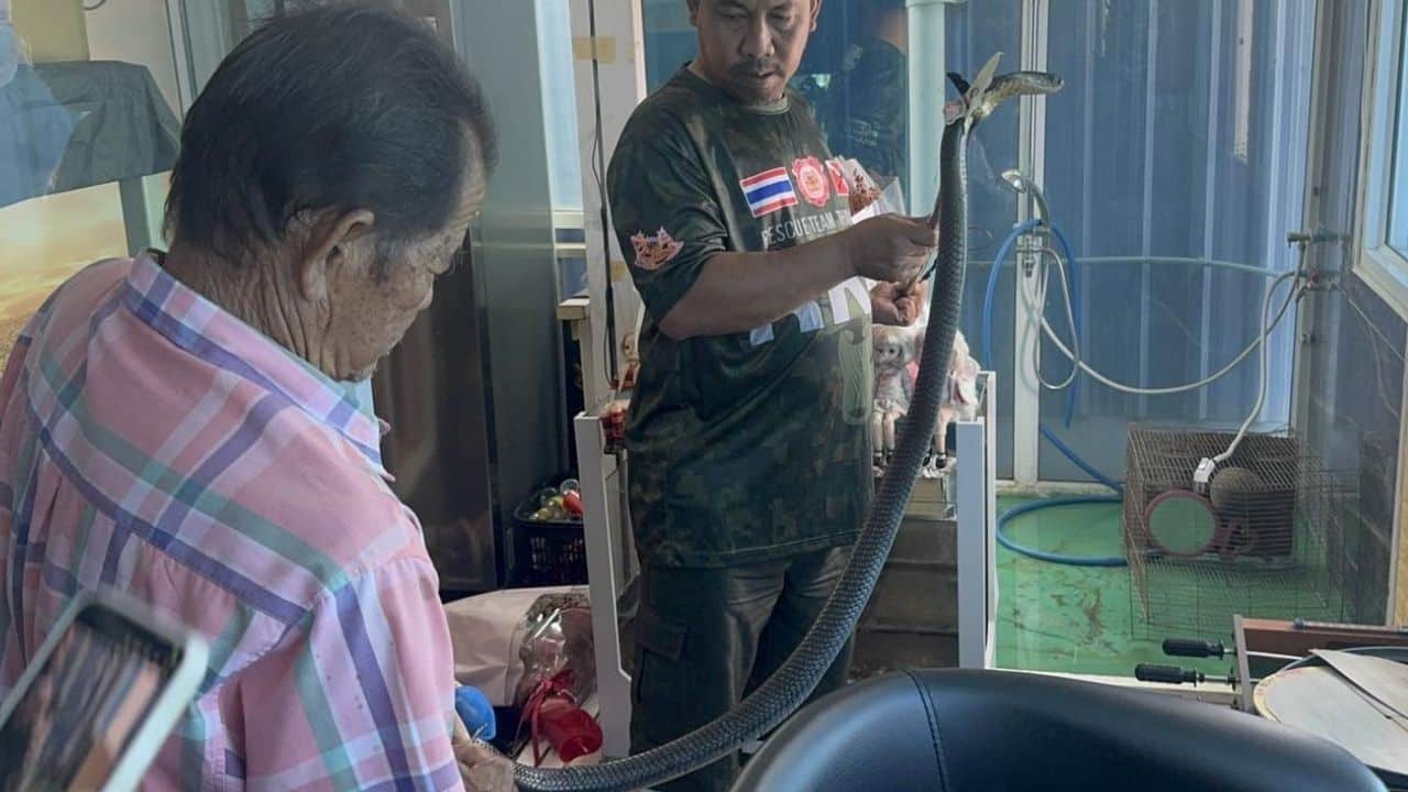 Thai man dies from cobra bite after emotional phone call to grandmother | Thaiger