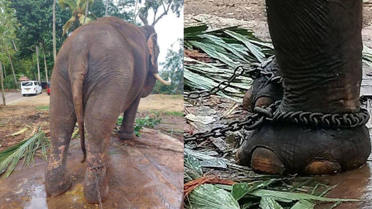 Thai elephants in Sri Lanka
