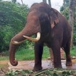 Thai government moves to bring back 2 gifted elephants from Sri Lanka | Thaiger