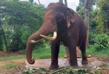 Thai government moves to bring back 2 gifted elephants from Sri Lanka | Thaiger