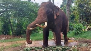 Thai government moves to bring back 2 gifted elephants from Sri Lanka | Thaiger
