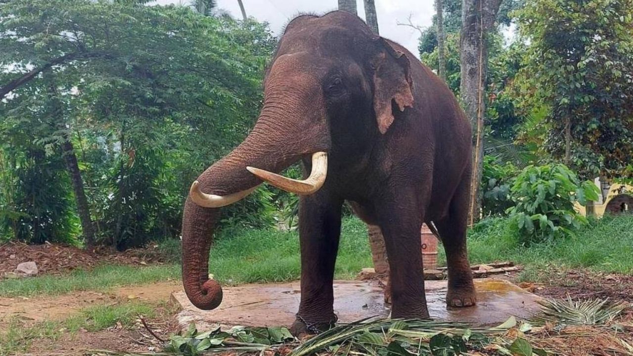 Thai government moves to bring back 2 gifted elephants from Sri Lanka | Thaiger