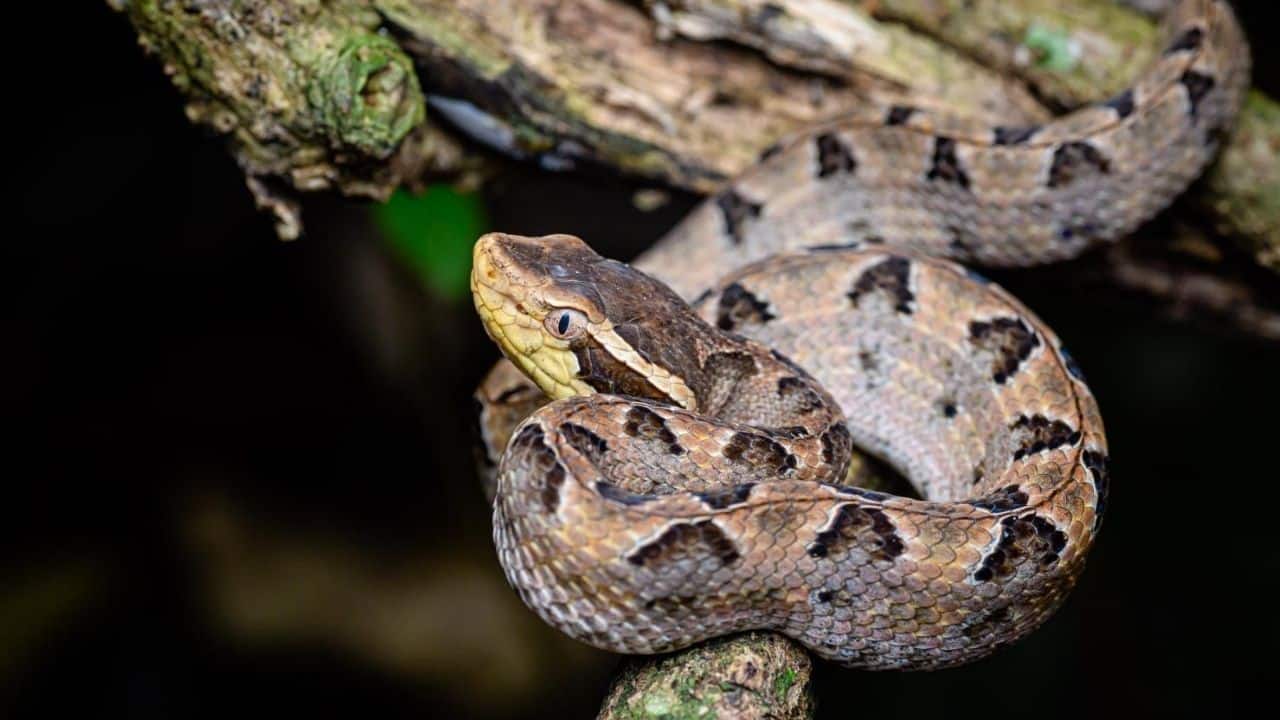 Malayan pit viper