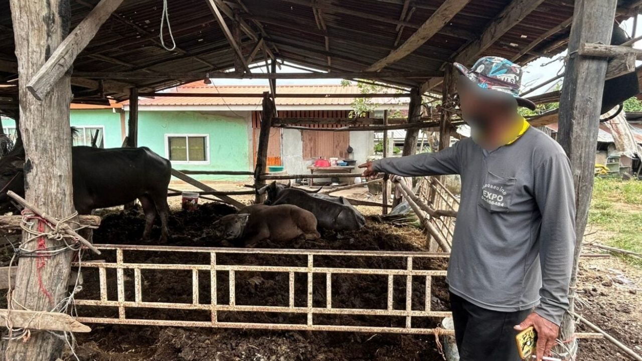 Hungry buffalo attacks boy