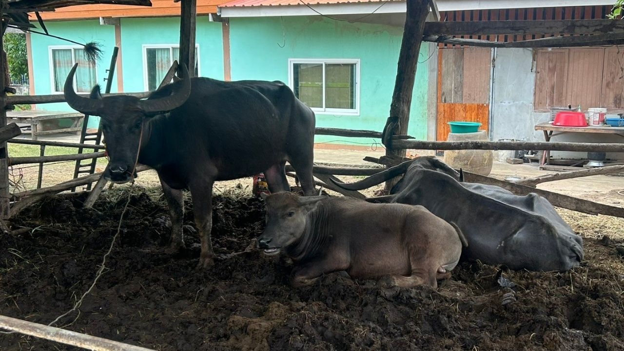 Boy attacked while playing with buffalo at home