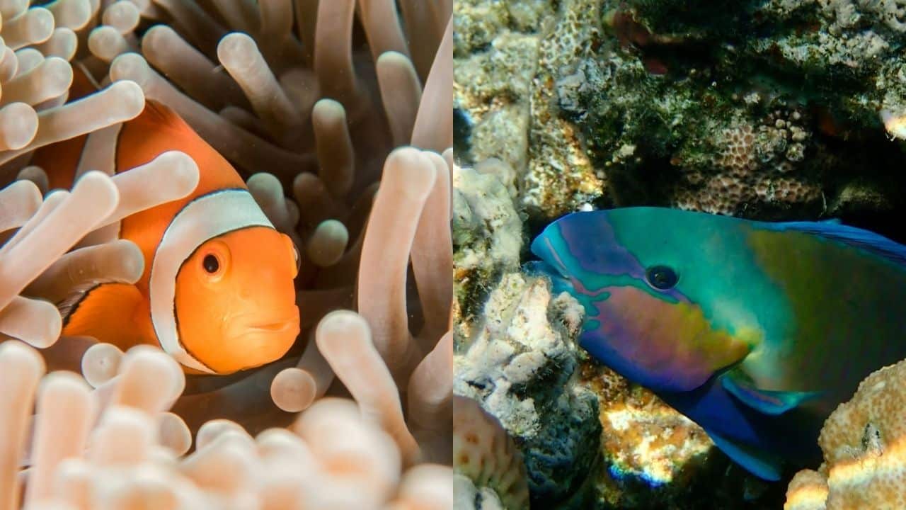 (Left) Clownfish in Anemone& (Right) parrotfish | Photos by Ralf Schlegel & Sebastian Pena Lambarri on Unsplash respectively