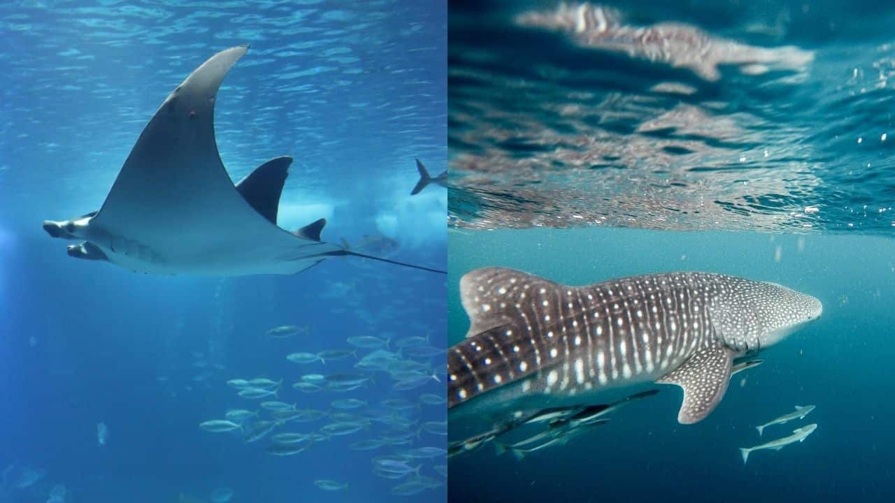 (Left) A manta ray & (RIght) A whale shark surrounded by remora | Photos by Maksim Shutov & Jeremy Bishop taken from Unsplash, respectively
