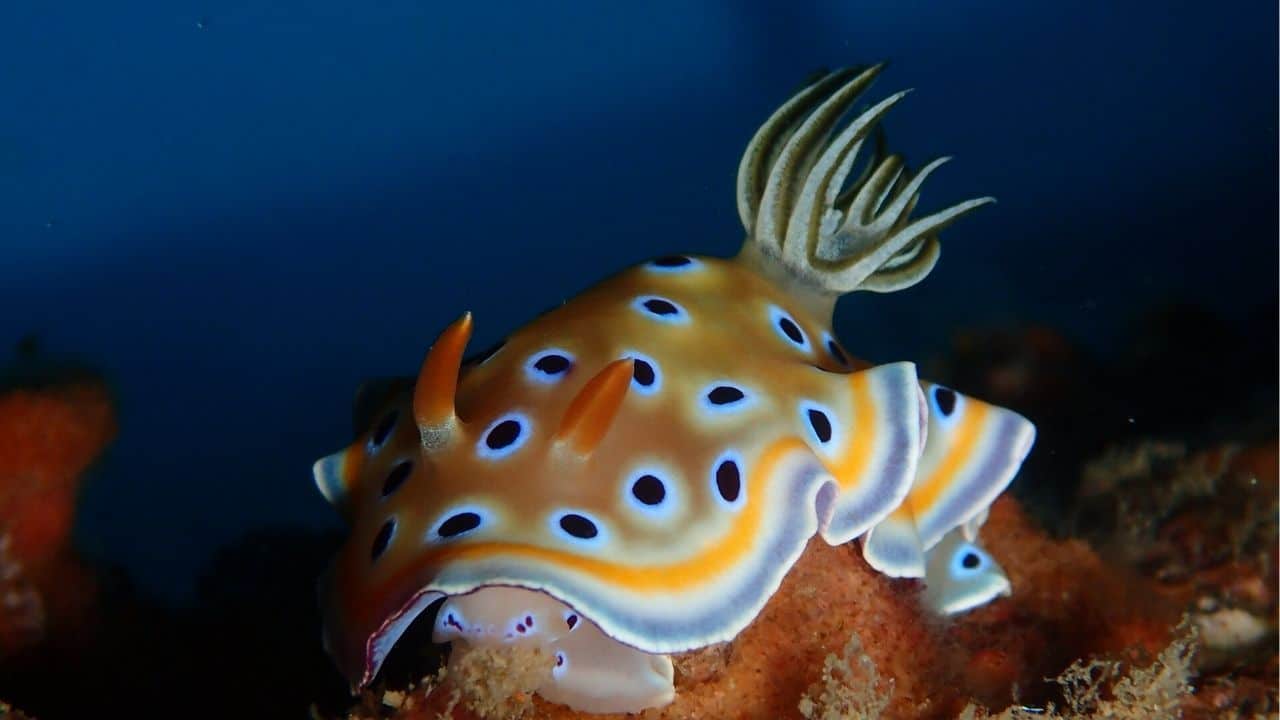 A nudibranch | Photo taken from the Local Dive Thailand website