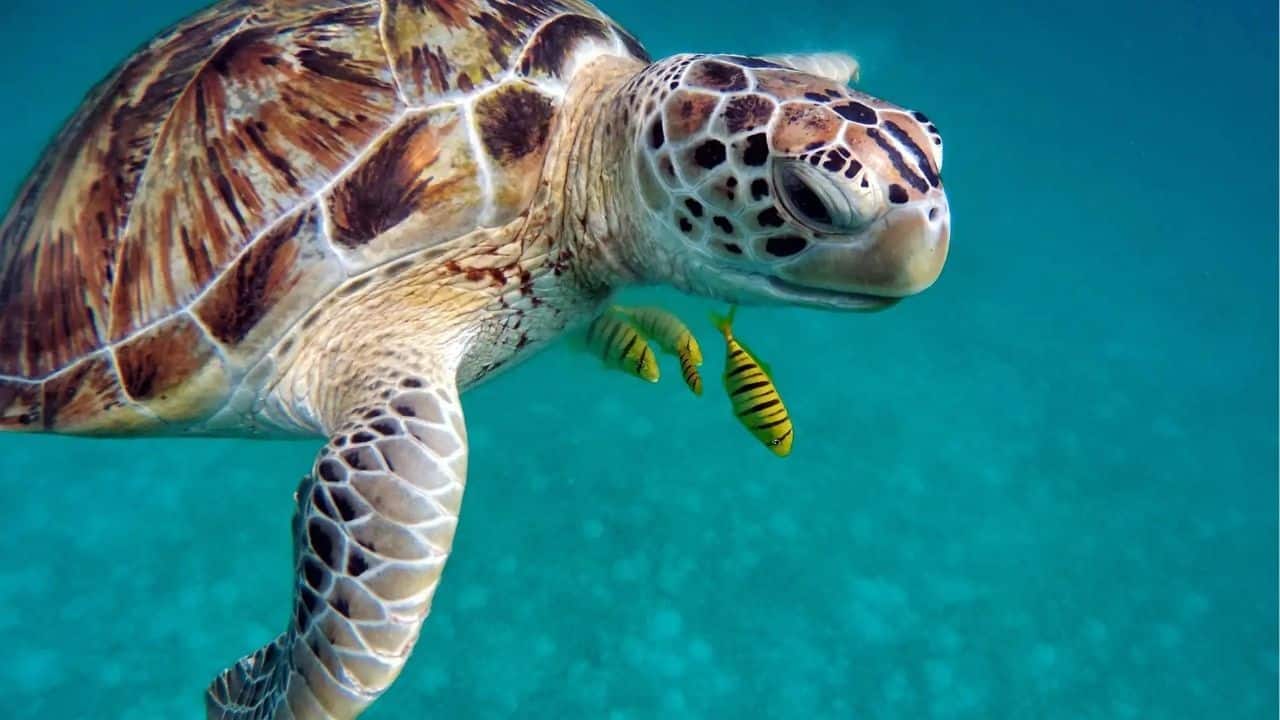 A sea turtle | Photo taken from the Thailand Highlights website