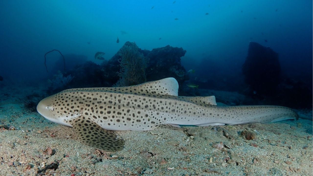 A leopard shark on the reef | Photo taken from the Local Dive Thailand website
