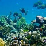 Thailand tourists face 100k fine for toxic sunscreen on reefs | Thaiger