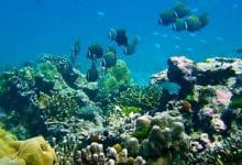 Thailand tourists face 100k fine for toxic sunscreen on reefs | Thaiger