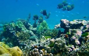 Thailand tourists face 100k fine for toxic sunscreen on reefs | Thaiger