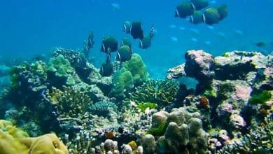 Thailand tourists face 100k fine for toxic sunscreen on reefs | Thaiger