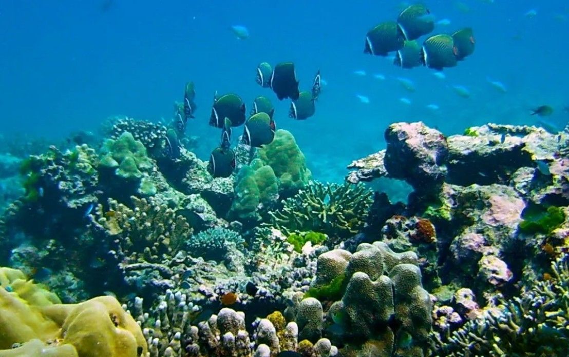 Thailand tourists face 100k fine for toxic sunscreen on reefs | Thaiger