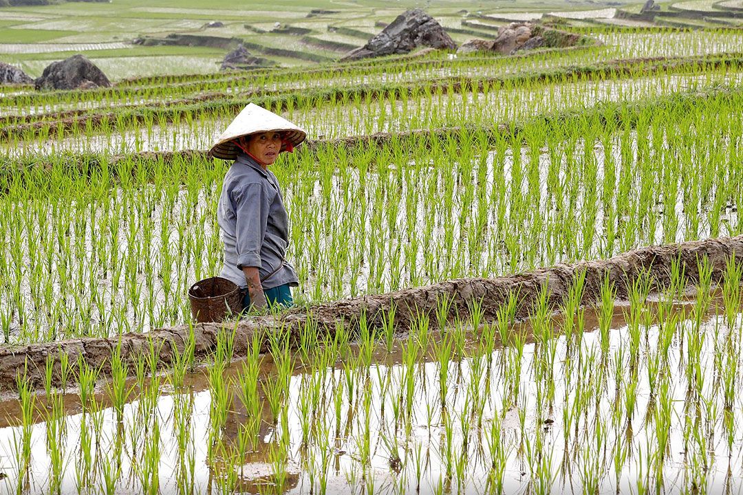 Thailand rolls out rice rescue plan to lift farmer incomes | News by Thaiger