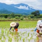Thailand rolls out rice rescue plan to lift farmer incomes | Thaiger