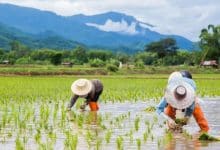 Thailand rolls out rice rescue plan to lift farmer incomes | Thaiger
