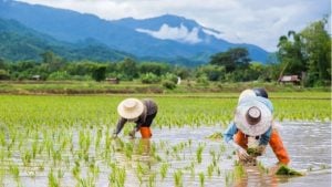 Thailand rolls out rice rescue plan to lift farmer incomes | Thaiger