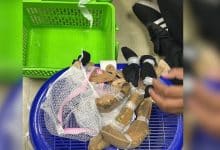 Taiwanese trio busted at Bangkok airport with rare wildlife | Thaiger