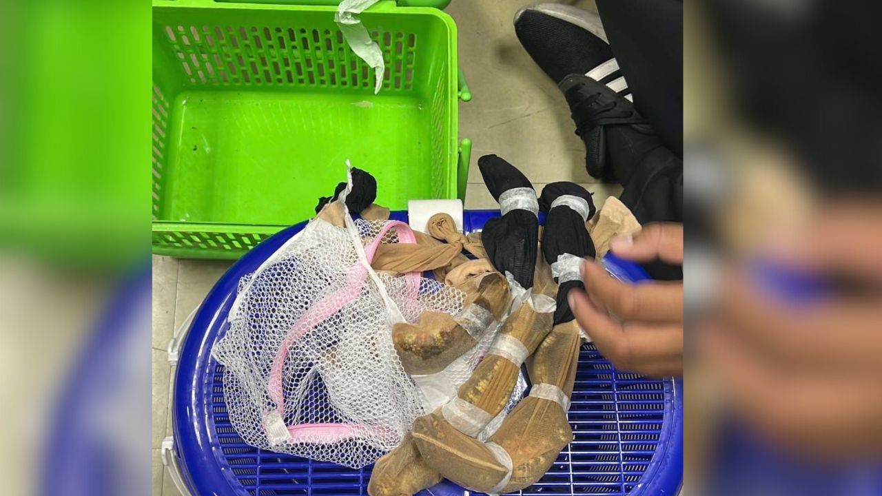 Taiwanese trio busted at Bangkok airport with rare wildlife | Thaiger