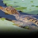 Crocodile scare grips Nakhon Sawan after flood alert issued | Thaiger