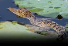 Crocodile scare grips Nakhon Sawan after flood alert issued | Thaiger