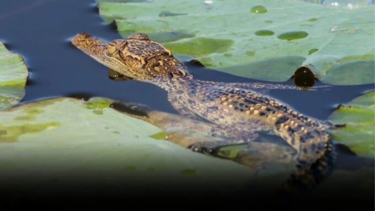 Crocodile scare grips Nakhon Sawan after flood alert issued | Thaiger