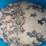 Baby turtles make a break for it on Koh Thalu Beach | Thaiger