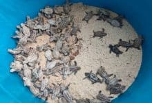 Baby turtles make a break for it on Koh Thalu Beach | Thaiger