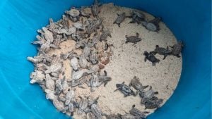 Baby turtles make a break for it on Koh Thalu Beach | Thaiger