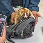 Slow loris dumped on Phuket beach sparks wildlife crackdown | Thaiger