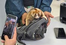 Slow loris dumped on Phuket beach sparks wildlife crackdown | Thaiger