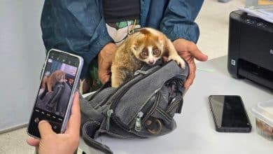 Slow loris dumped on Phuket beach sparks wildlife crackdown | Thaiger