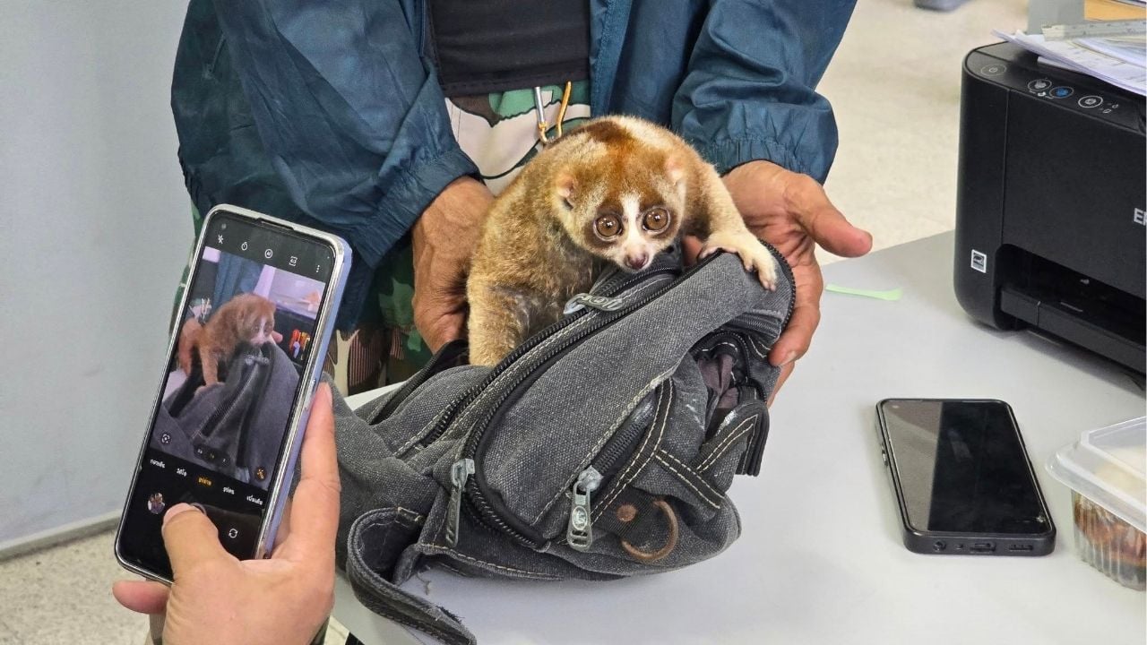 Slow loris dumped on Phuket beach sparks wildlife crackdown | Thaiger