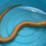 Golden ‘Naga’ eel found in central Thailand sparks lottery frenzy | Thaiger