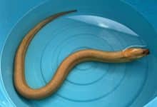 Golden ‘Naga’ eel found in central Thailand sparks lottery frenzy | Thaiger