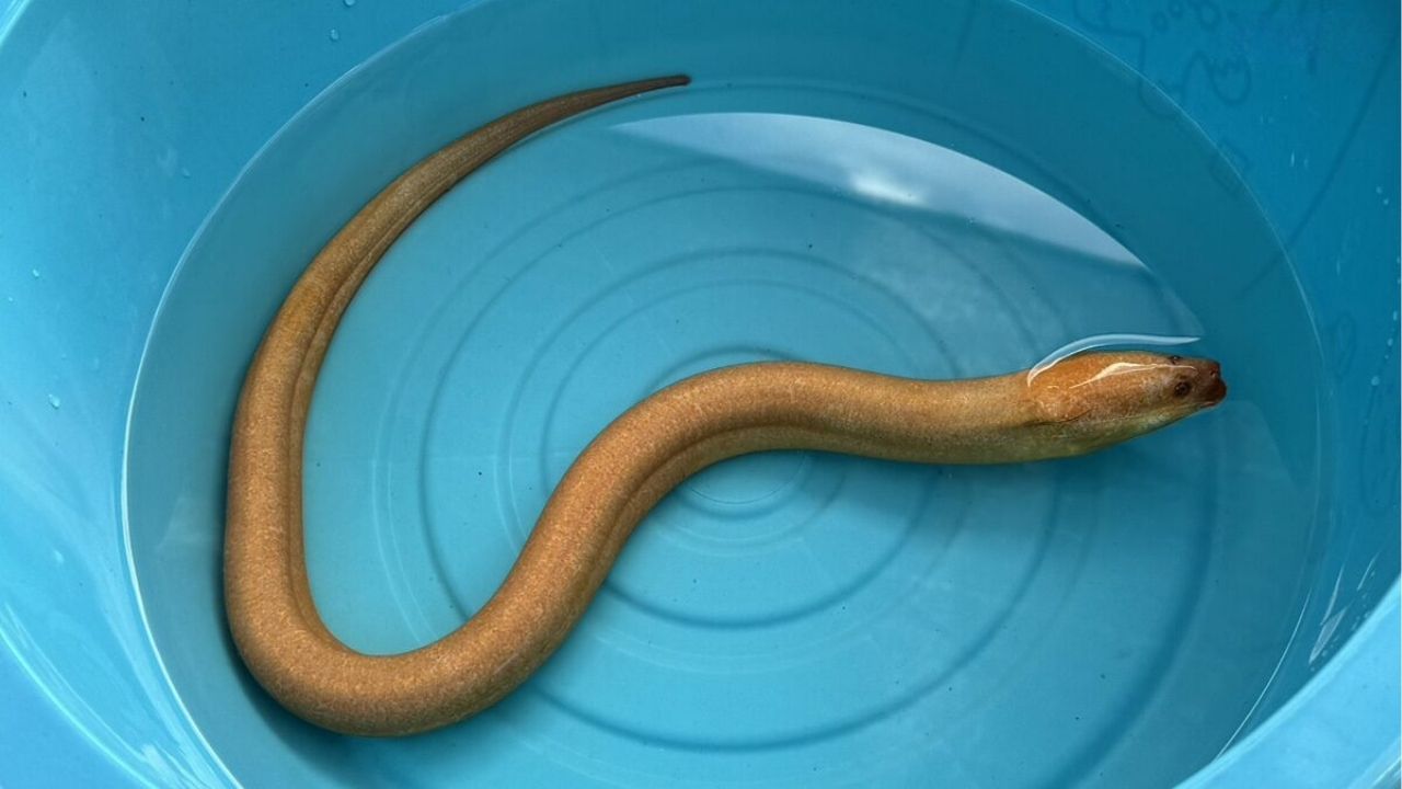 Golden ‘Naga’ eel found in central Thailand sparks lottery frenzy | Thaiger