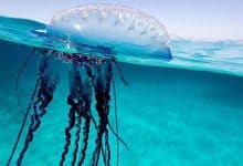 Box jellyfish sting scare hits tourists at Patong Beach | Thaiger