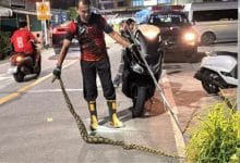 Greedy python meets fatal end after swallowing cat in Pattaya | Thaiger