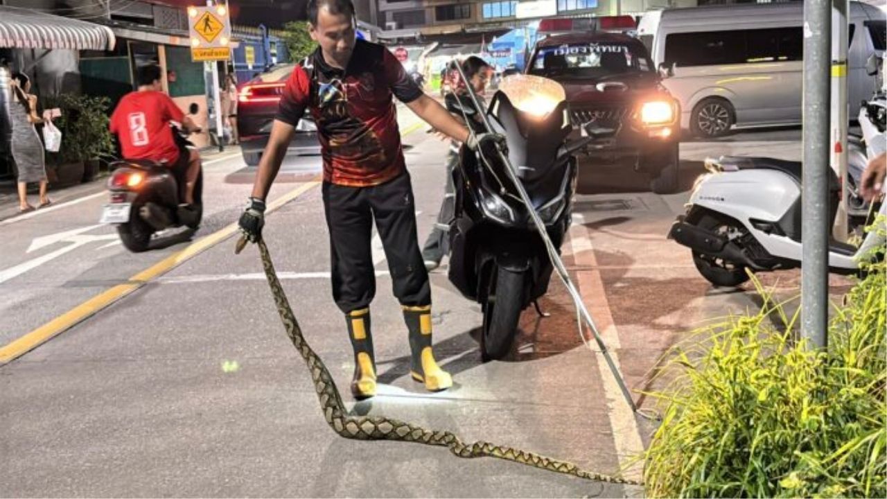 Greedy python meets fatal end after swallowing cat in Pattaya | Thaiger