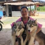 Thai woman puts Huskies up for adoption over border clash fears | Thaiger