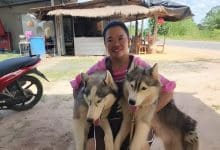Thai woman puts Huskies up for adoption over border clash fears | Thaiger