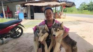 Thai woman puts Huskies up for adoption over border clash fears | Thaiger