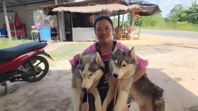 Thai woman puts Huskies up for adoption over border clash fears | Thaiger