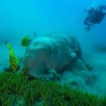 Dugong numbers plummet as seagrass vanishes in Andaman | Thaiger