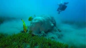 Dugong numbers plummet as seagrass vanishes in Andaman | Thaiger