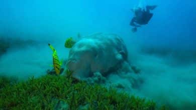 Dugong numbers plummet as seagrass vanishes in Andaman | Thaiger